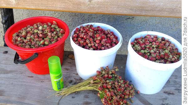 Лесная клубника, красавица наших полей!