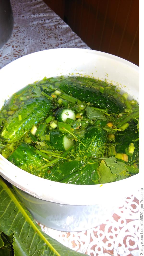 24 июня, уже наелись свежими, начинаю малосольные делать