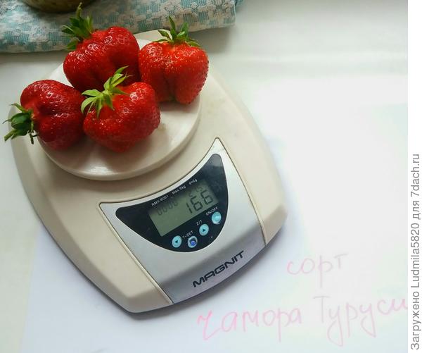 Хороший сорт