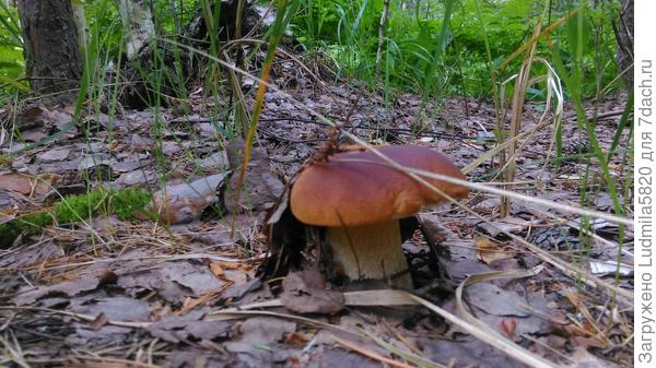 Вот какой красавчик