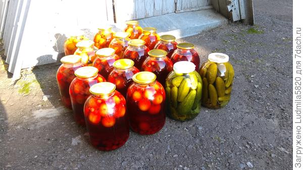 Компот из крупной сливы с черной рябиной