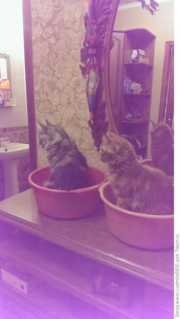 Коты приготовились к купанию в бане