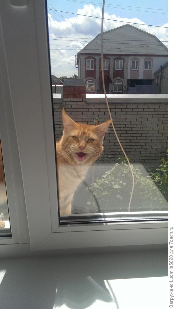 Афоня рагается, домой просится из летнего цветника