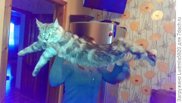 Тихон еще маленький