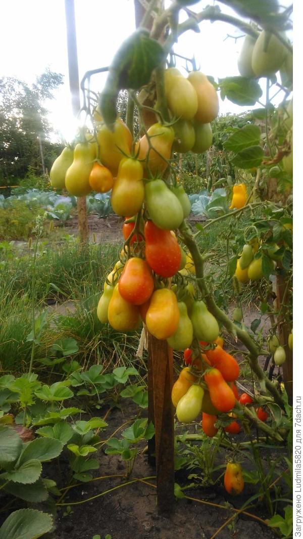 Формировала в 1 ствол