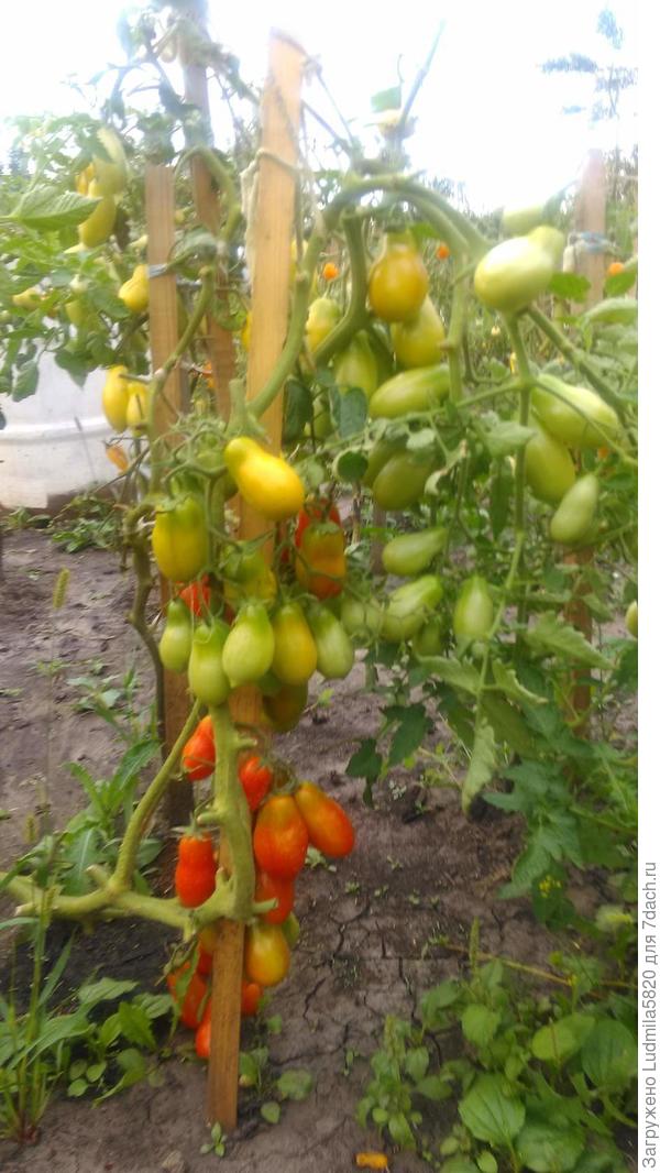 Формировала в 2 ствола