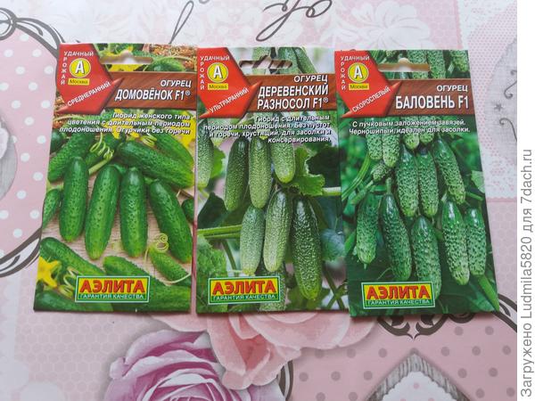 Три вида огурцов