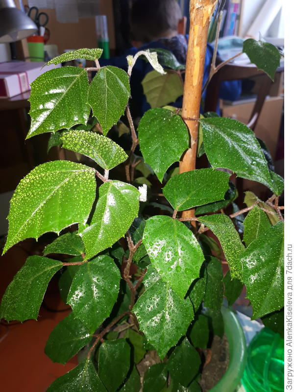 Листики вот такие тройные, форма интересная. Завязь когда появляется, зачатки листиков появляются как крючочек.