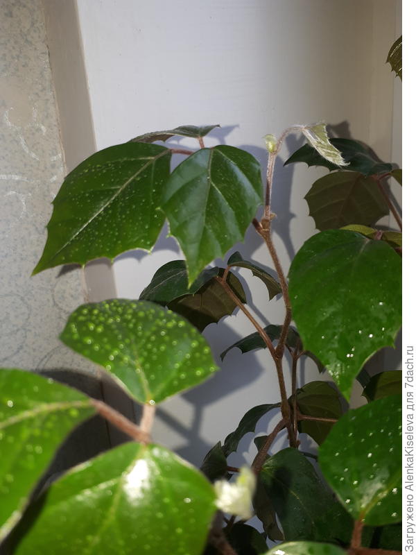 Кажется будет деревцем))) на листиках капельки, только опрыскала.