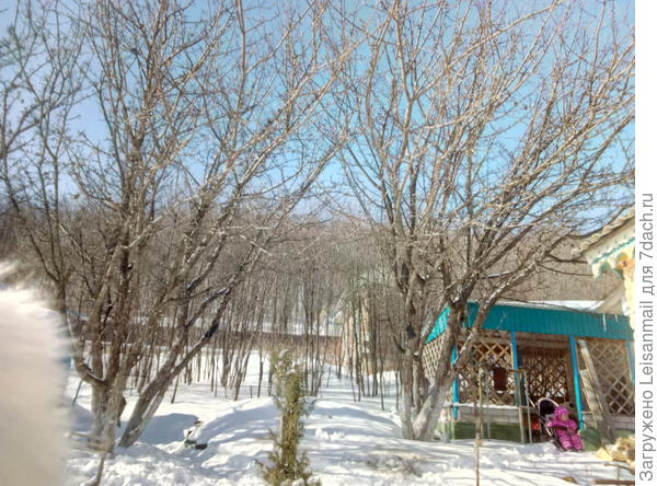 Дочь сидит в оставленной бывшими владельцами колске, слевая яблони великаны