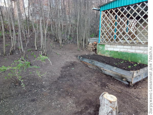 Засыпала землей, посадила рассаду ипомеи, в ножки ей насыпала семян цинии, а с краешку высадила рассаду мелиссы