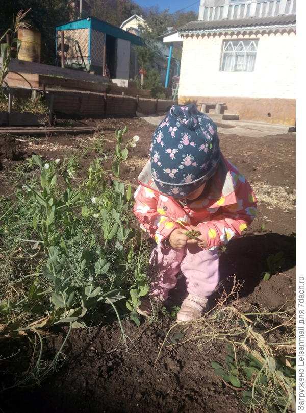 Собиратель урожая