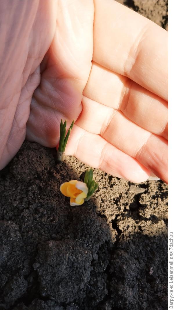 Это вам привет от нашей весны с ноготок!