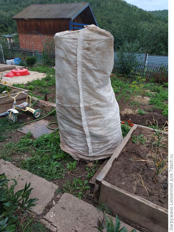 Вот так я прячу огурцы от холода