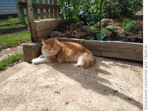 Апельсинчик