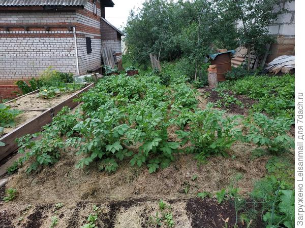 Наша картофельная полянка, после посадки сразу засыпали все скошенным газоном, окучивал один раз, потом снова засыпали газоном. Картофель выкопали крупный и очень вкусный. Сорняка не было совсем. Ещё весной на этом месте была целина из одуванчиков, молочая  и других сорняков. 27 лет на этом месте росли 2 яблони, да три пиона.