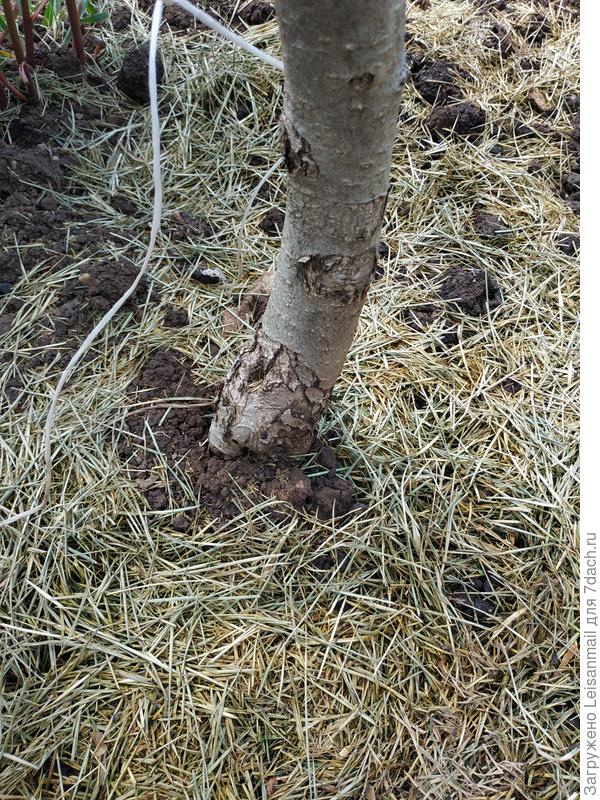 Прикорневая шейка или как там это правильно называется)