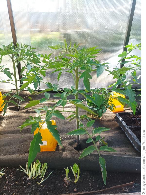 11 мая, высадка 8 апреля.