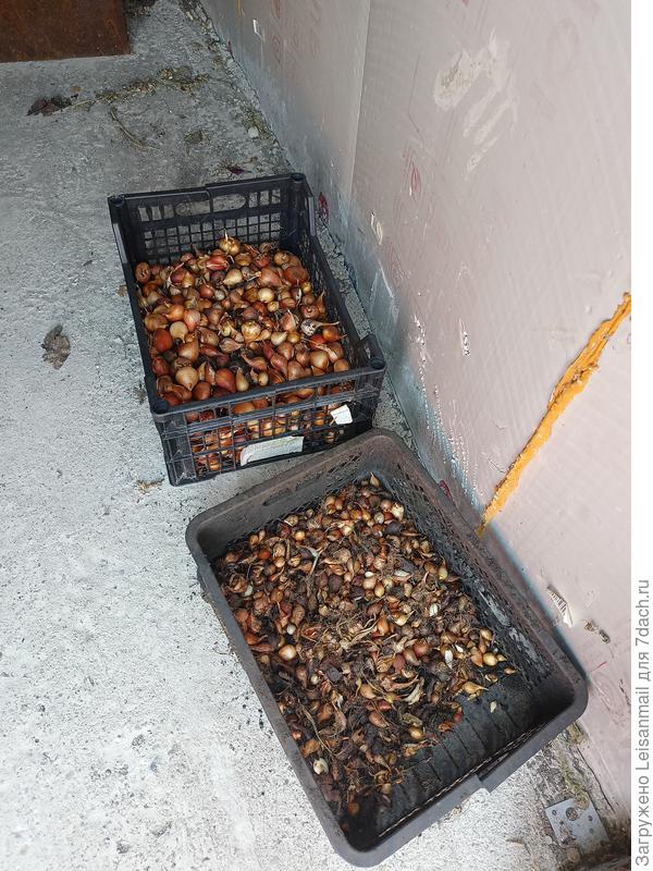 Вчера занималась тюльпанами, роскошные голландские махровые сорта, боюсь оставлять в земле, выкапывают ежегодно, заодно сортирую крупные осенью в клумбу, мелкие в ящики на доращивание.