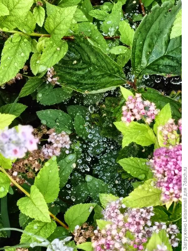 Спирея и тандем с паучками тоже решили блеснуть в марафоне)