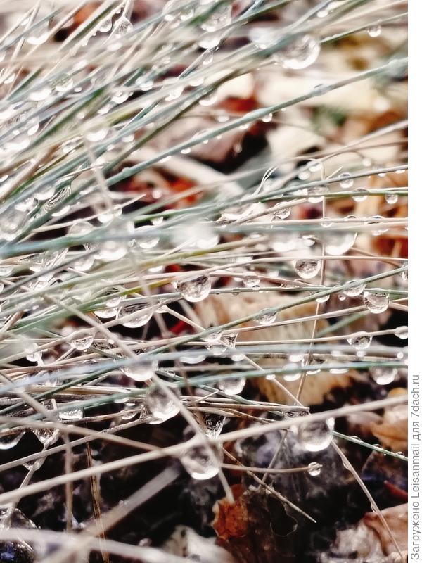 Овсянница вдохновила участвовать в марафоне)