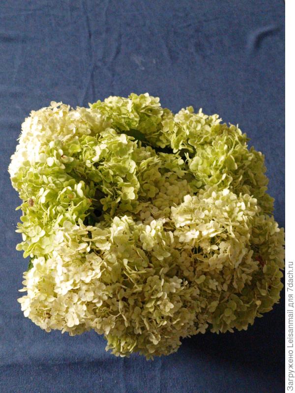 Соцветия древовидной гортензии, после дождя полегли, пришлось обрезать и украсить обеденный стол)