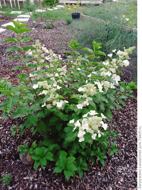 Литл спуки решила, что она ещё огого и выросла до 130 см, а всё майские морозы! Не дают развиваться цветам и кустам в соответствии с сортовыми особенностями)