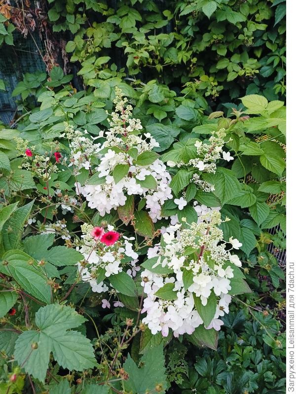 Фантом хоть и на коротких ножках в этом году, но соцветия по 40 см радуют!