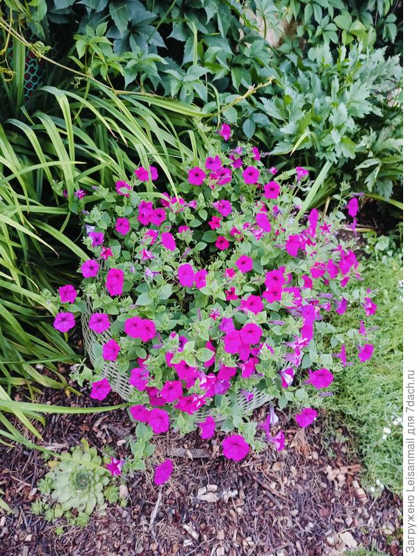 Тайделы цветут роскошнее, нипочём им наши проливные дожди)