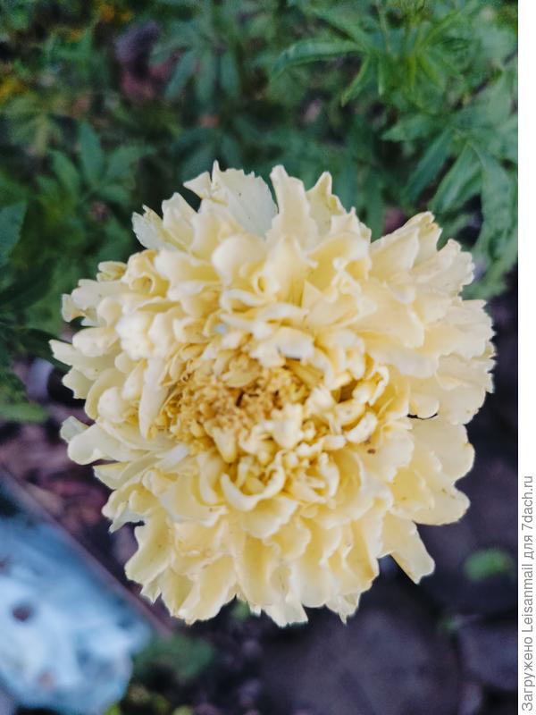 Бархатцы Килиманджаро, очень красивый бежевый сорт.