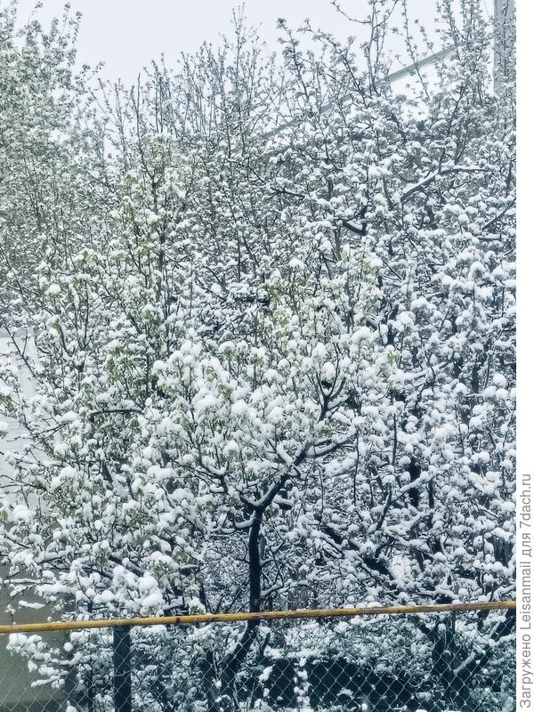 Зацвели наши деревья снегом( Мело весь день и всю ночь! Кого ни спрошу первый раз такое видят, даже старики!