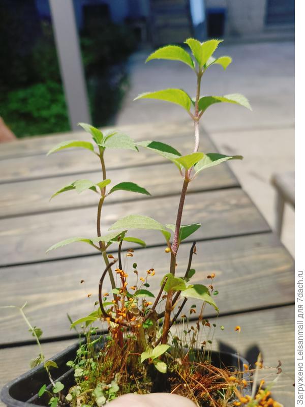 Вот тут видно что замёрзли побеги прошлого года и она дала новые из корня и они ох, как сильно отличаются от вашего фото