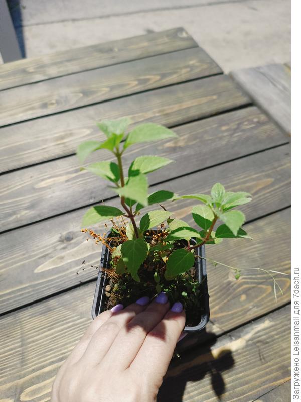 Вот двухлетка мельба