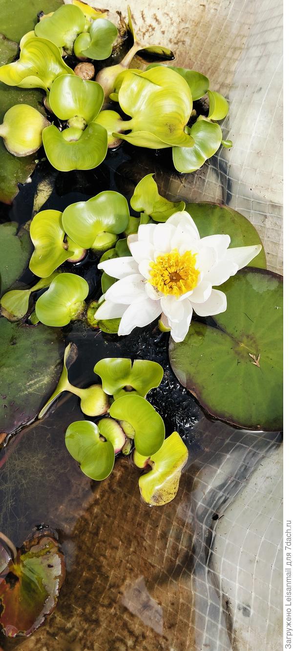 Привет всем, от моей кувшинки, что живёт в фонтане) С сегодняшнего дня, после жары в 35° к нам пришли дожди, пока по прогнозу только на недельку, чтож посмотрим.