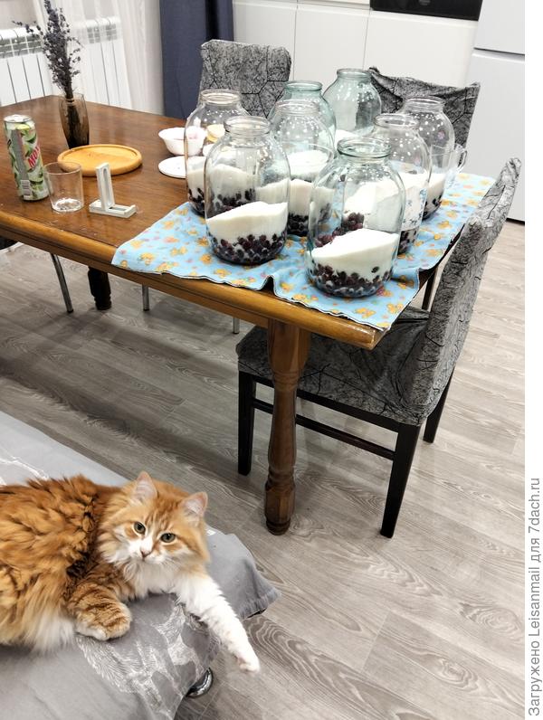 Решили мы тут с Апельсином, что нам мало малинового варенья, желе из вишни, желе из смородины на зиму и компот совсем нам не помешает) Помощник хоть и дрыхнет периодически, но не бросает меня)