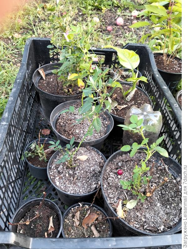 А это корданы из пятерочки, мне девочки отдают некондицию, я спасаю) Если есть хоть один зеленый лист то успех 100%