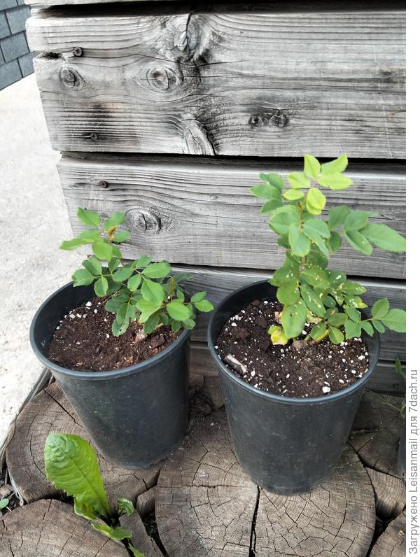 Вот те самые 2 корня, посаженые в июне