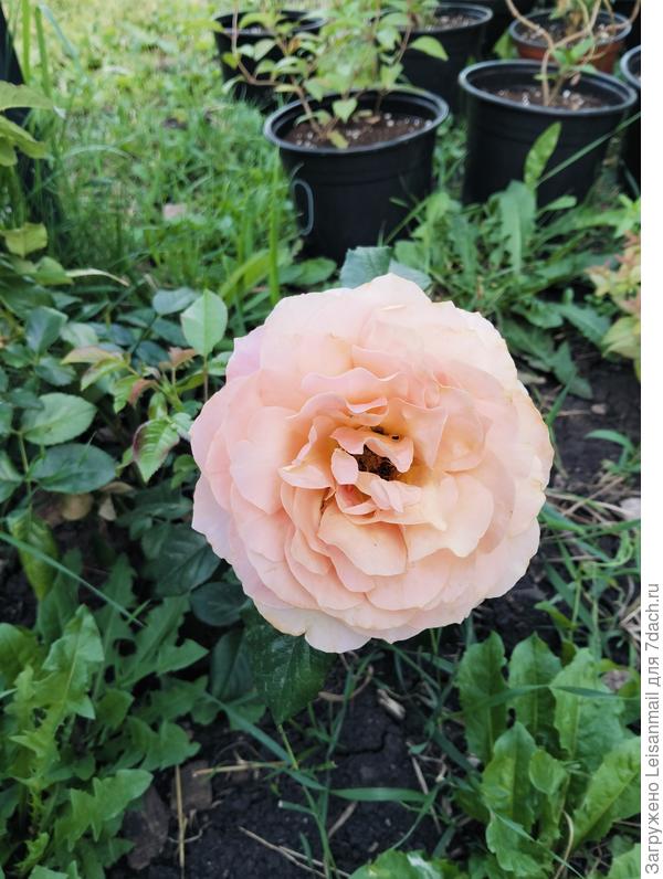 Дорогие семидачники, желаю Вам роскошных клумб, плодоносящих садов, урожайных грядок! А ещё желаю, чтоб спина не болела, колени не скрипели, макушку не напекало) Всем мирного неба над домами и хороших плодородных земель! А нашему сайту роста, процветания и побольше душевных садоводов и умнейших экспертов в чатах!