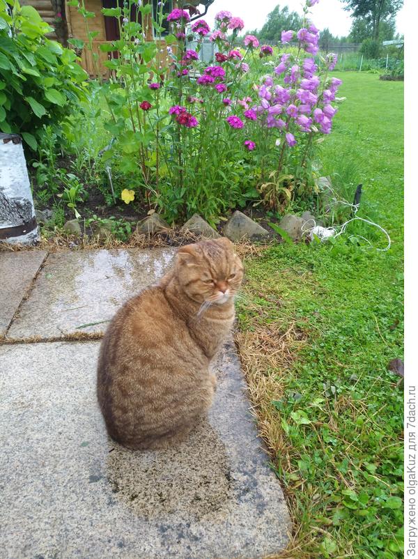 Кот Джон на отдыхе