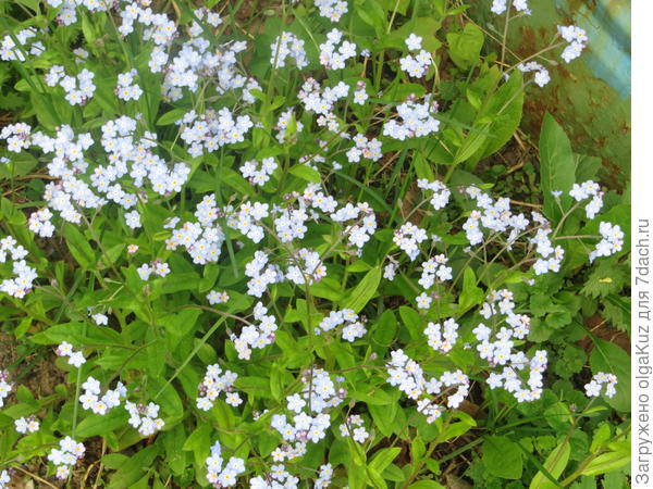 Незабудки. Такие нежные, возушные, как маленькие облачка