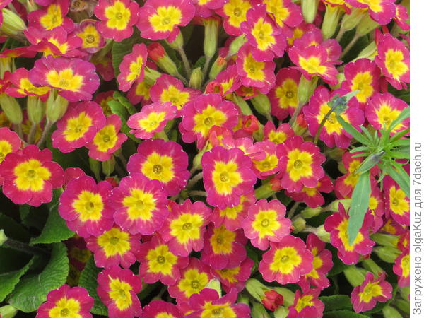 Яркие примулы