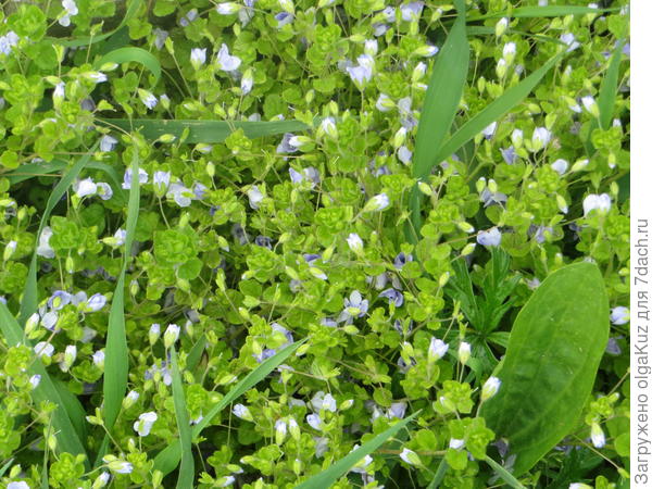 Не знаю, как называются, но когда распускаются все цветочки, образуется цветущий ковер