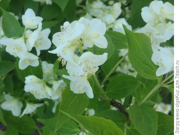 Ароматный жасмин