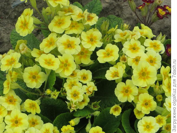 Примула, как солнышко