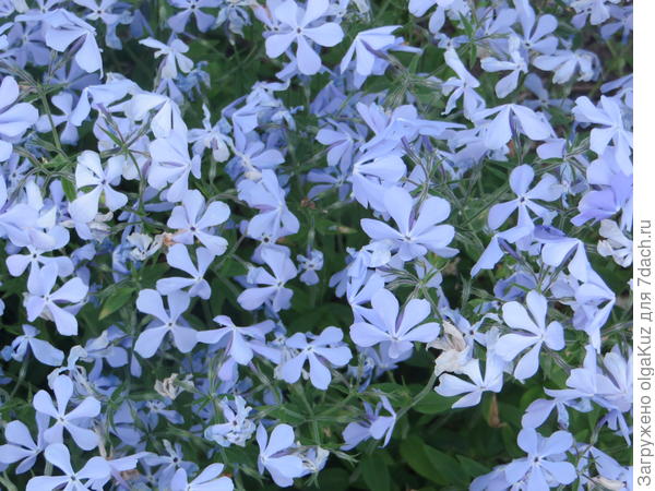 весенние флоксы