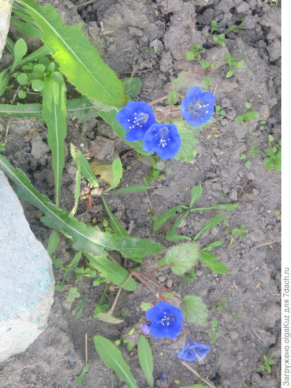 Очень красивый цвет, но, к сожалению забыла, как называется