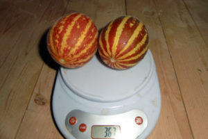 Фото из интернета вьетнамской дыни