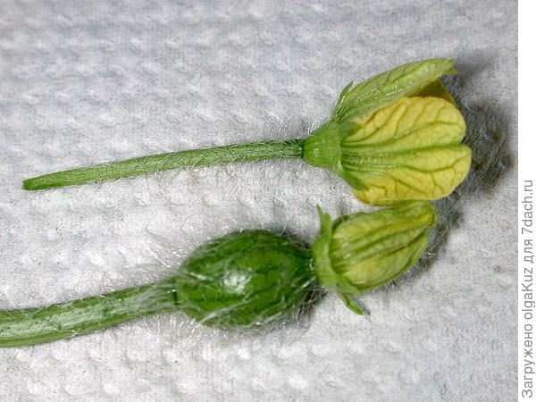 Фото загружено из интернета. Мужской и женский цветы арбуза