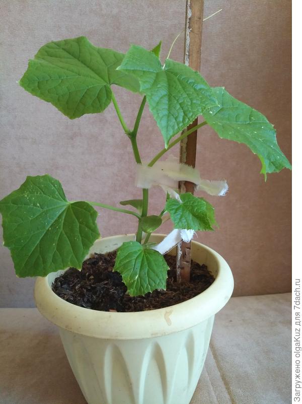 Жду урожая в июне