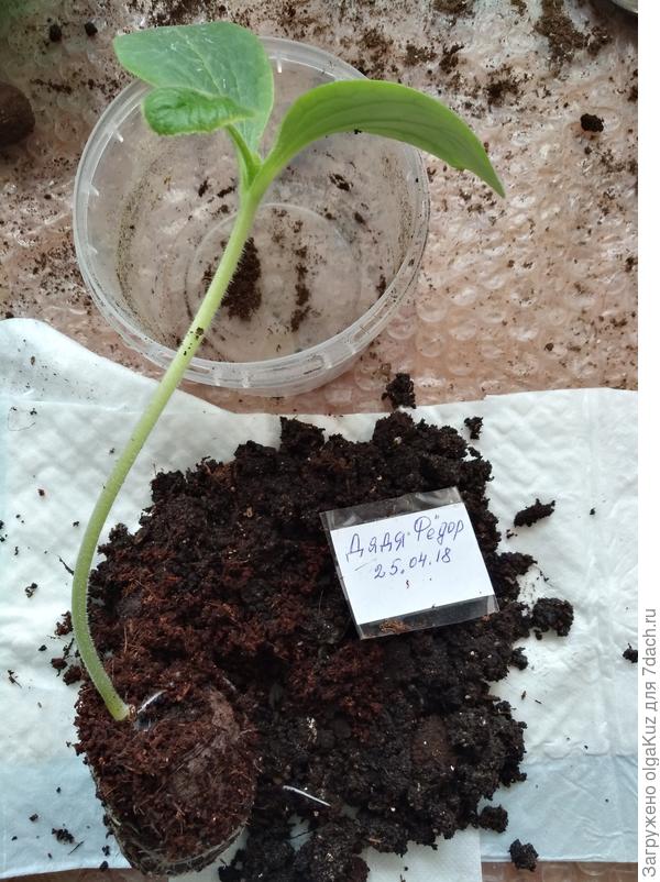 Пикировка 08.05